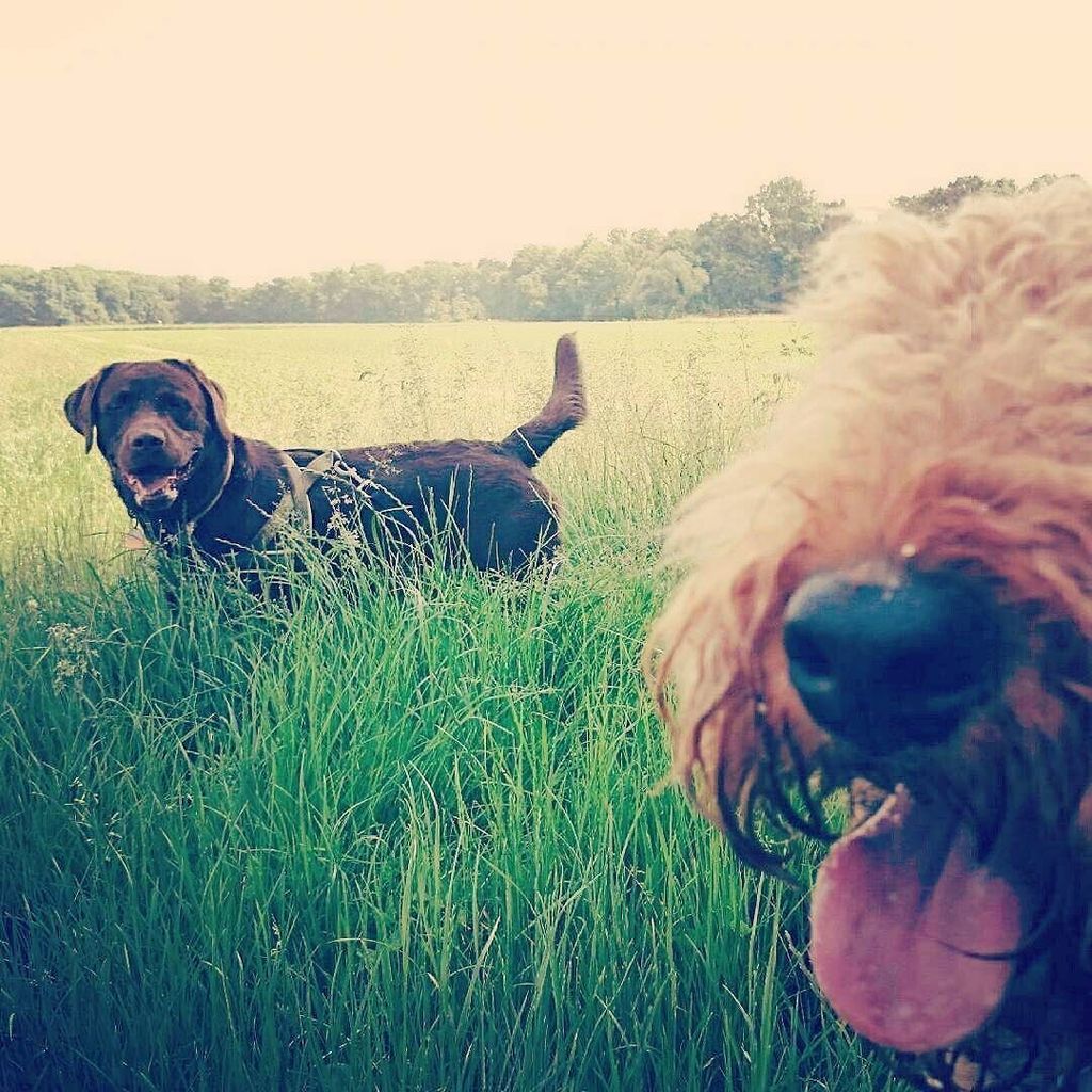 Berti_and_Ernie's tweet photo. A little 😁double😁 #Smile to #cheer you up! 🐕
🐕
#happydog #happydogs #smilingdog #smilingdogs #cheermeup #makemesmi… https://t.co/a17OFigCpH https://t.co/YAvzylFMya