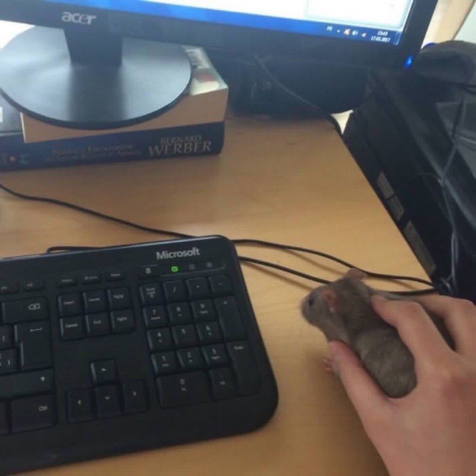 ThePunnyWorld's tweet photo. Things that used to make me laugh: actual jokes

Things that make me laugh now: https://t.co/tSwlOiPDBX