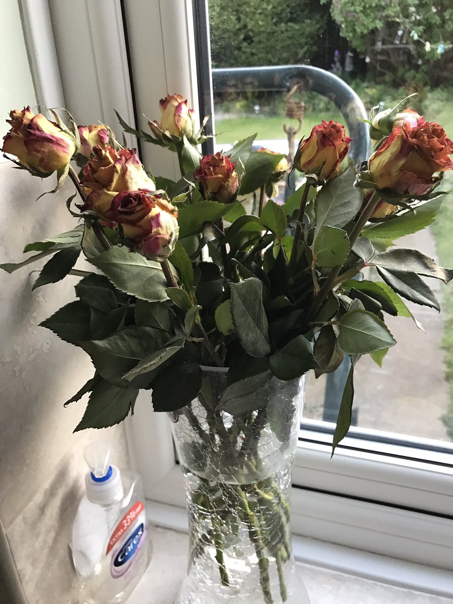 churchiani's tweet photo. @marksandspencer roses bought 4 days ago already dead and haven't opened 😡 https://t.co/sFQtQLbsOM
