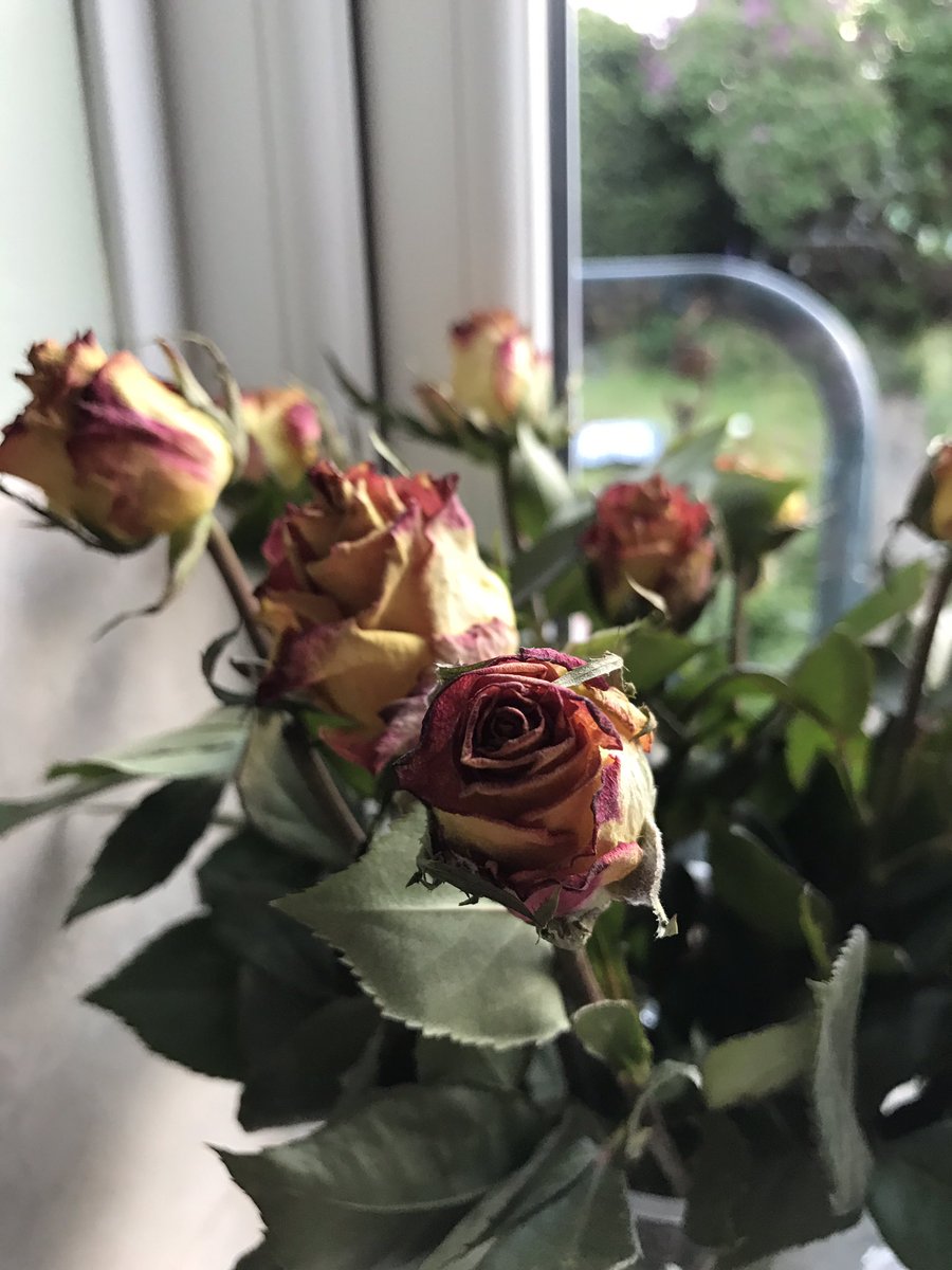 churchiani's tweet photo. @marksandspencer roses bought 4 days ago already dead and haven't opened 😡 https://t.co/sFQtQLbsOM