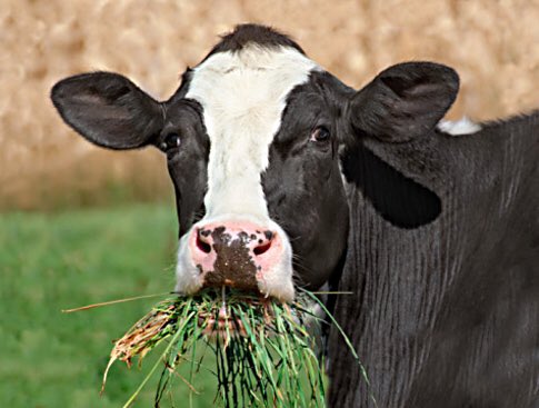 420 Graze It