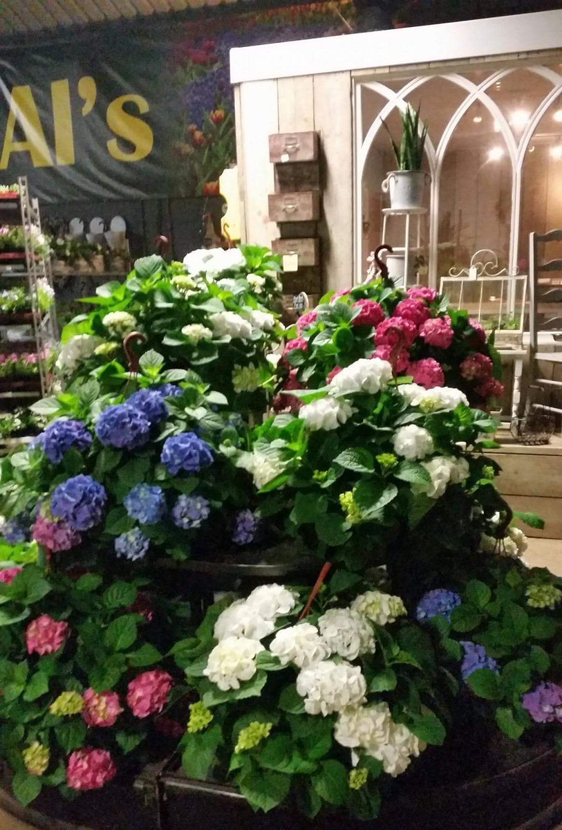 Bloomin Al's tweet media