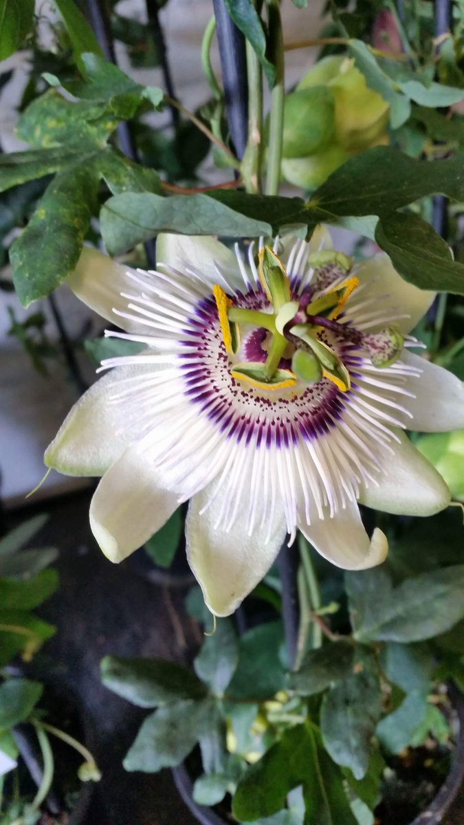 Bloomin Al's tweet media