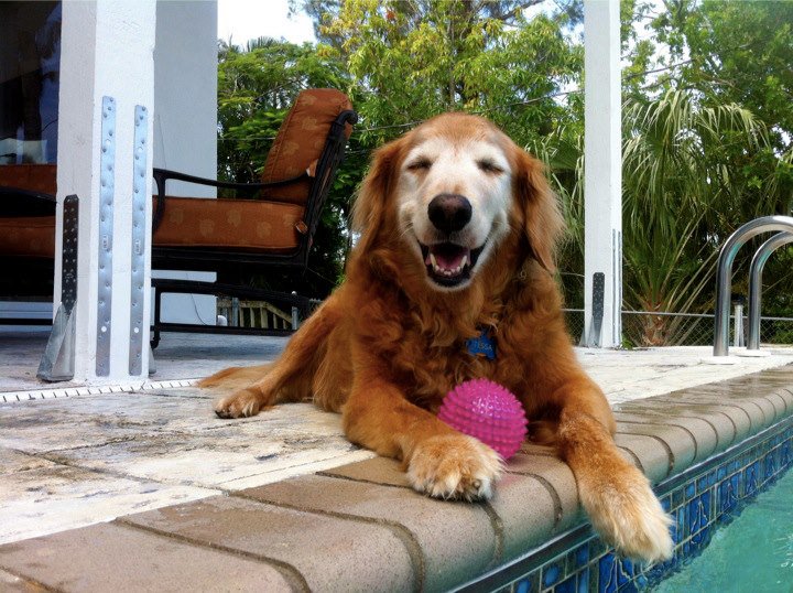 PhilosophyofDog's tweet image. Ahhh, this is the life! #DogsofTwitter #Dogs #DogMom #DogDad #SeniorDog #Happy