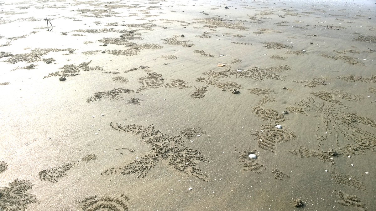 MysticRiver435's tweet photo. #SandArt #NotByHuman #ByUnknownInsects https://t.co/WztzBiU9OZ