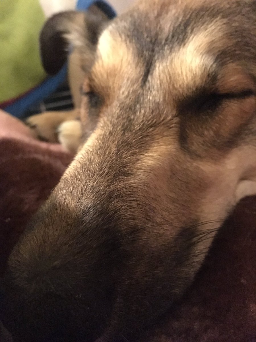 dan je mimo... fertik #cilj #bitikotpes #kojekoncjekonc