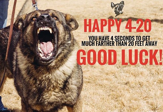 CompleteK9Train's tweet photo. Our version of 420. #gsd #protectiondog #k9 #decoylife #420β¦ https://t.co/Fv7UrTuY2r #malinois #k9 #workingdog #dontsmokekids #protectionk9 https://t.co/1AupiFgkMj