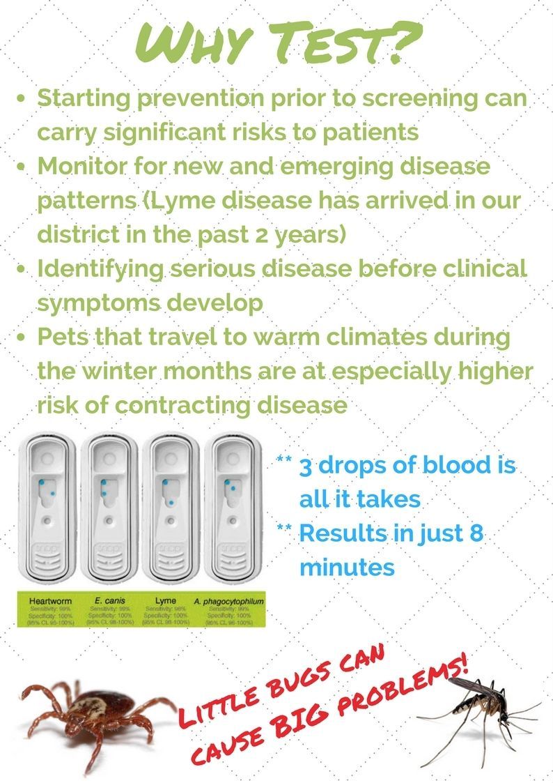 snap animal hospital