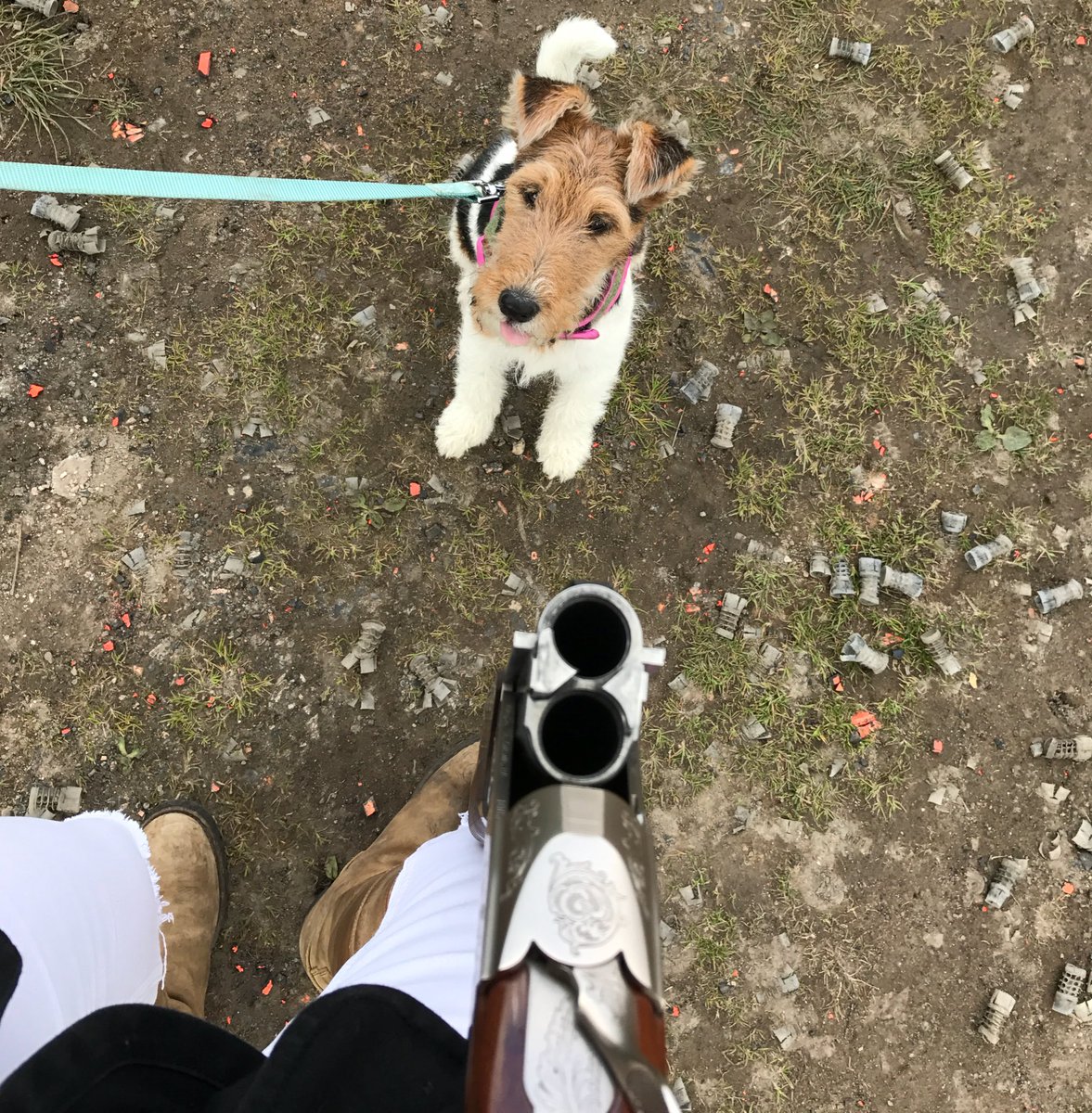 rachelhunts's tweet photo. @BASCnews my new shoot companion Doris the fox terrier. #FriendsInTheField https://t.co/Vh8avyrHFq