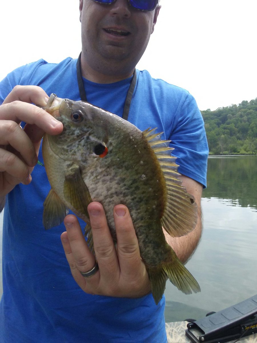 <a href="/friar_martin_dc/">Justin Martin</a> <a href="/FinCommander/">Fin Commander</a> your Crappie Magnets aren't just for big slab crappie shellcrackers like em too!