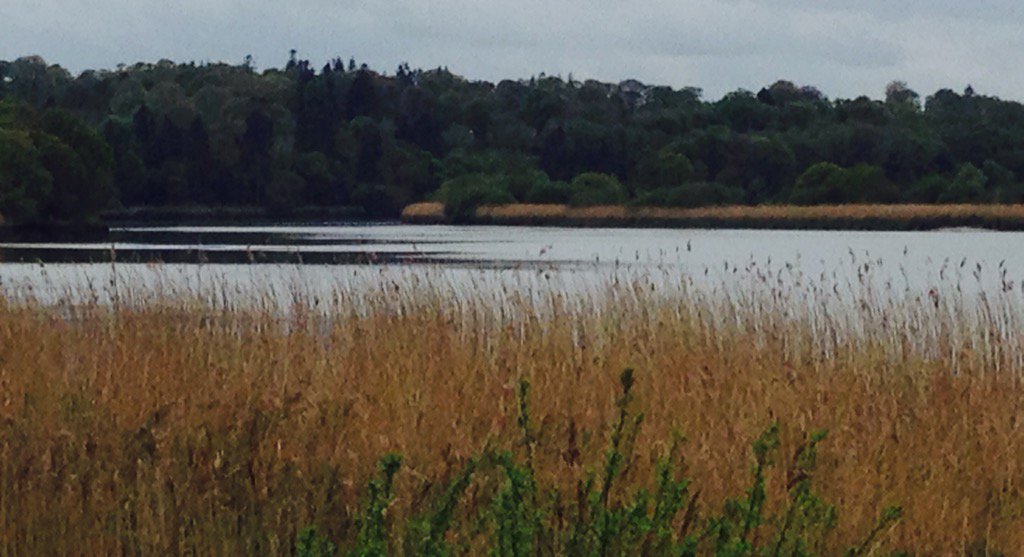 irnirn's tweet image. Waterford greenway on the Suir today