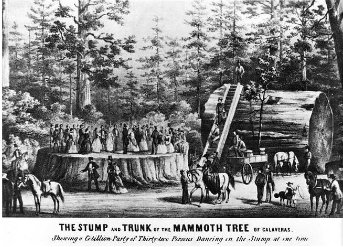 RootCauseLLC's tweet photo. A #sequoia's brittle wood does not make good lumber, despite this, they were logged in the 1870’s. #Trees #TreeFacts #arborist #nature https://t.co/J5dqoMgiAl