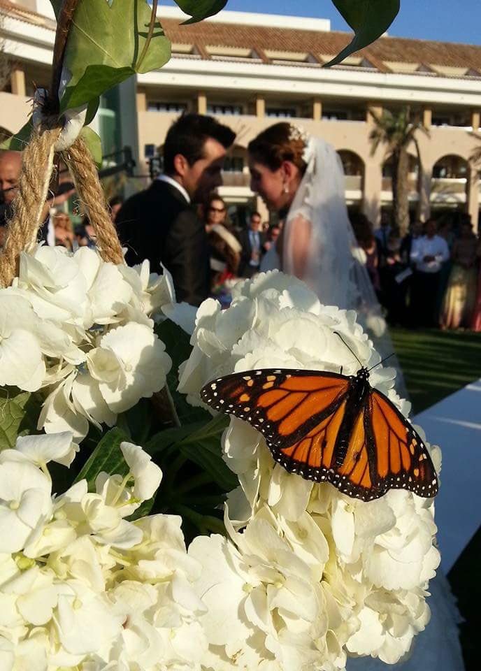 La vie est faite de moments heureux et d'autres moins heureux. Le relâchement de papillons ajoute une touche unique