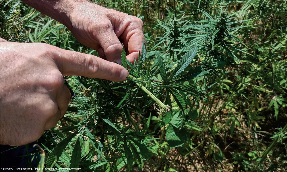 Science Magazine tweet media