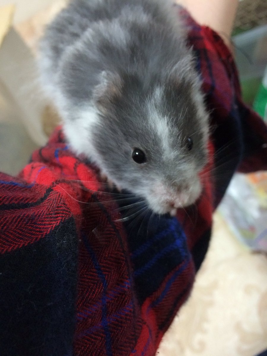 ただのあっき ルー君です 本名はルークたかむらです 篁じゃありません