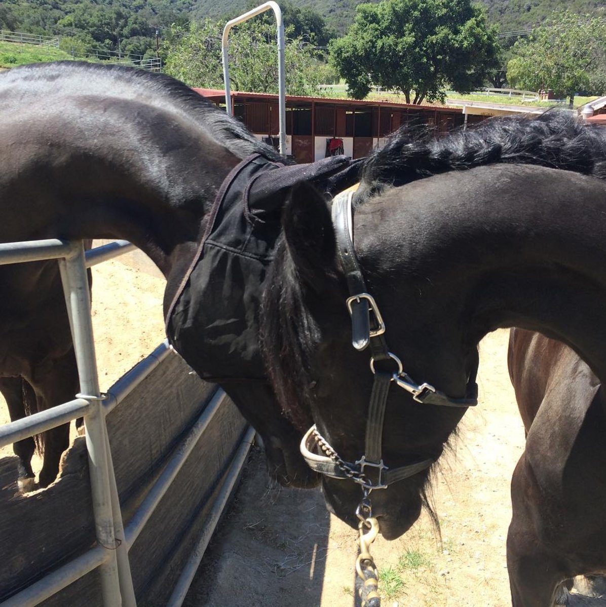 BC &amp; Raven - BFF's forever!