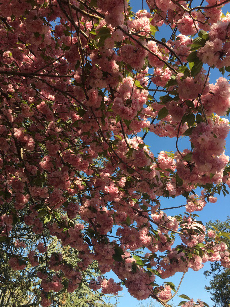 Just a #UDSpring post to brighten up your feed 🤗🌸