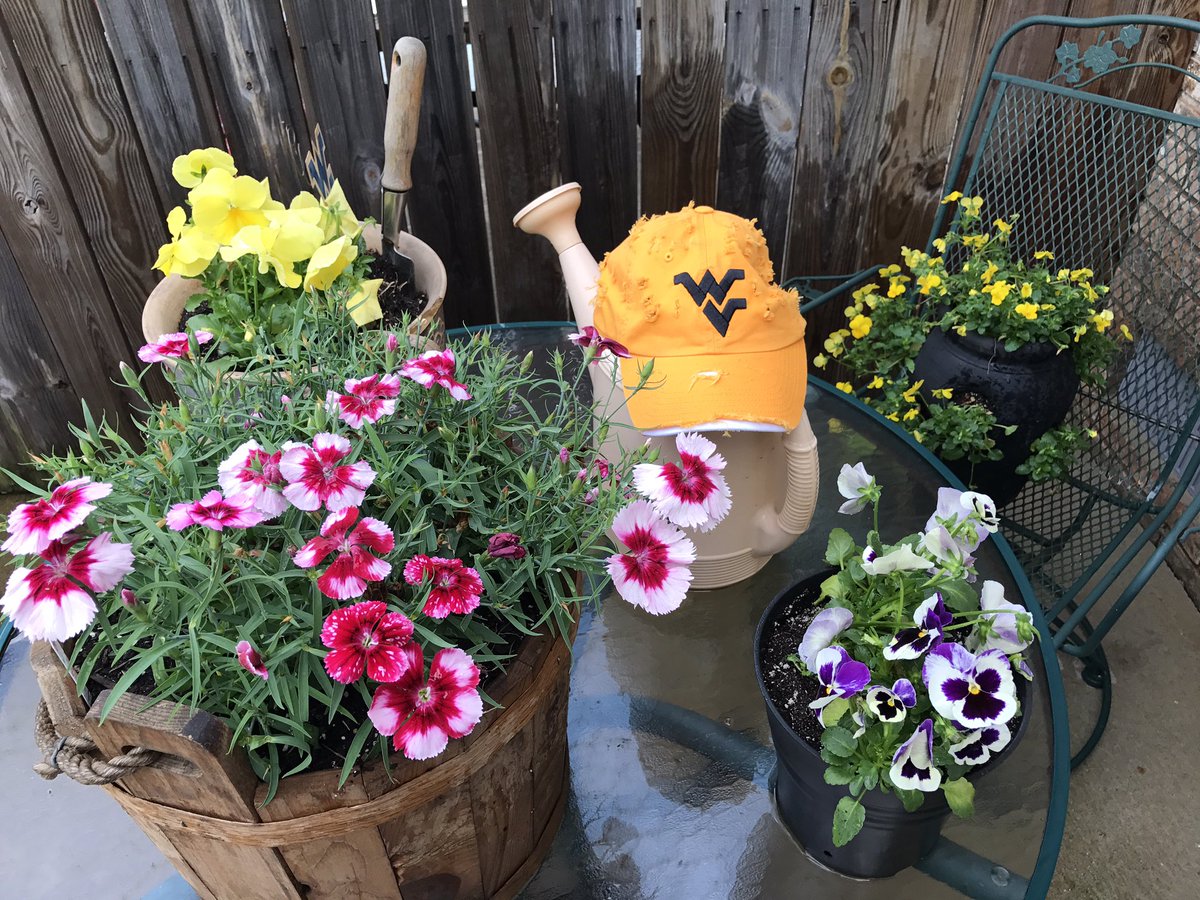herdHater's tweet photo. LIVE!
In the @herdHater's P5 Garden!
#HailWV #MyWV #FlowEERs ๐บ https://t.co/4BaB9hxWBw