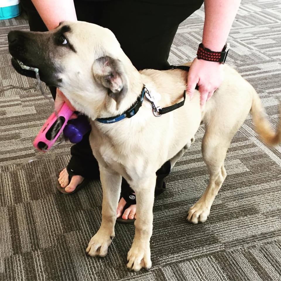 at_fort's tweet photo. We had a visitor today! Miss Daisy even brought us a present! #willowsdogs #dogsoﬁnstagram #petfriendly #weloveourdogs #fcmfamily #LiveFCM https://t.co/Q6i5Zm5n6g