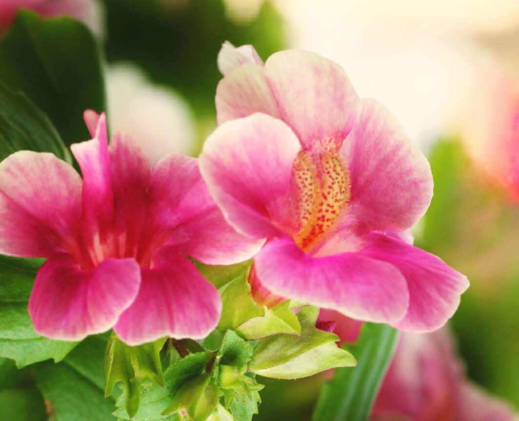 ট ইট র 花 4月21日の花 ミムラス 花言葉 おしゃべり ゴマノハグサ科ミムラス属 和名 ミゾホウズキ 英名 モンキーフラワー 花期 4月 6月 原産地 北アメリカ ベン ジョンソン 英国劇作家 おしゃべり と雄弁は同じではない 愚者はしゃべり