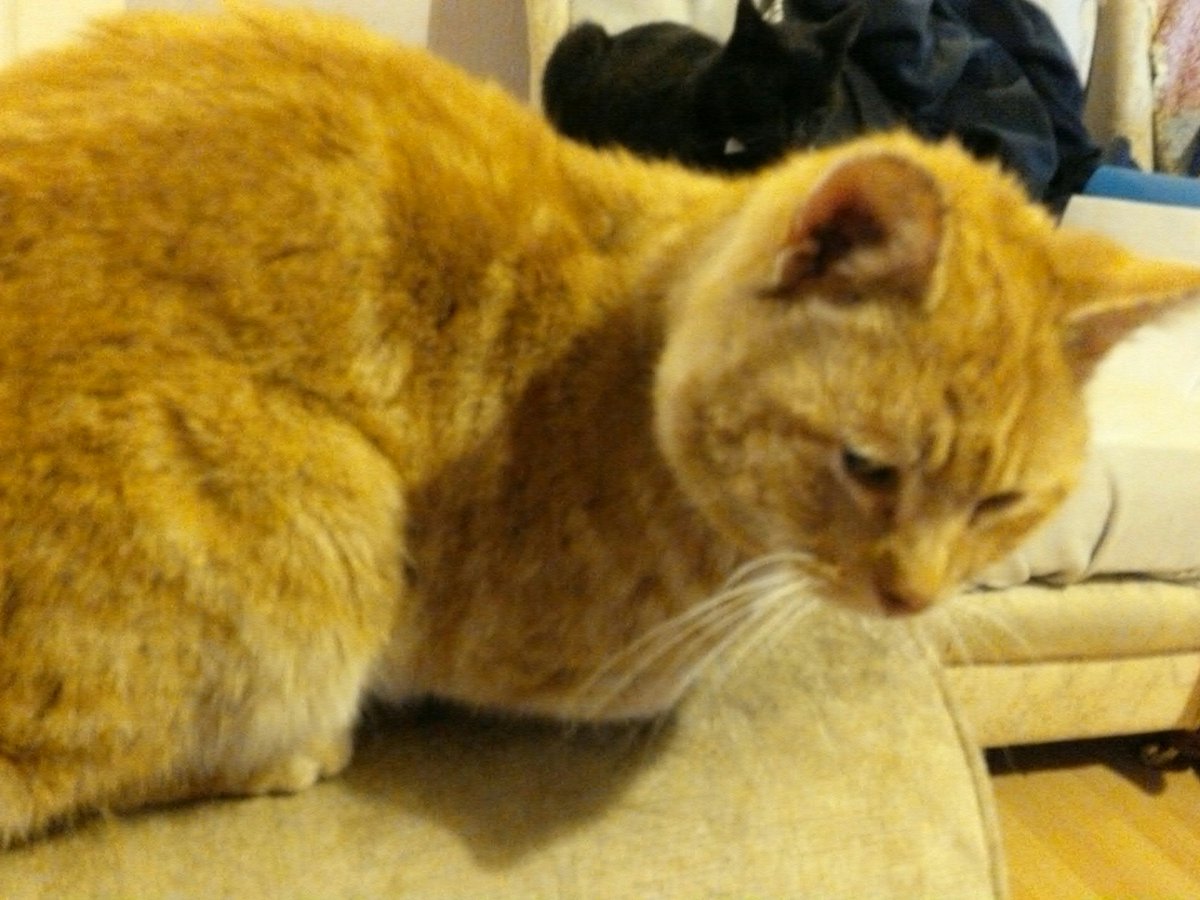 GingieCato's tweet image. Oh yes this the #gingerrules Club 😺😺😺😺😺