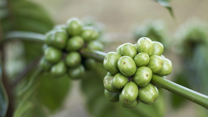 Everything You Need To Know About Growing Your Own #Coffee: coffeeteaclub.co.uk/growing-your-o…