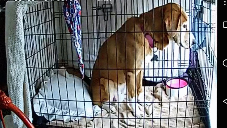 Paintbrush_Tail's tweet photo. Left to my own devices... #nelliecam #windowwatching #dognap #isthatabird? #ARoomOfOnesOwn π‘π¦πΏοΈπ³π΄ @dogcelebration @dogluvas @dogandpuplovers https://t.co/mzJCQZBljo
