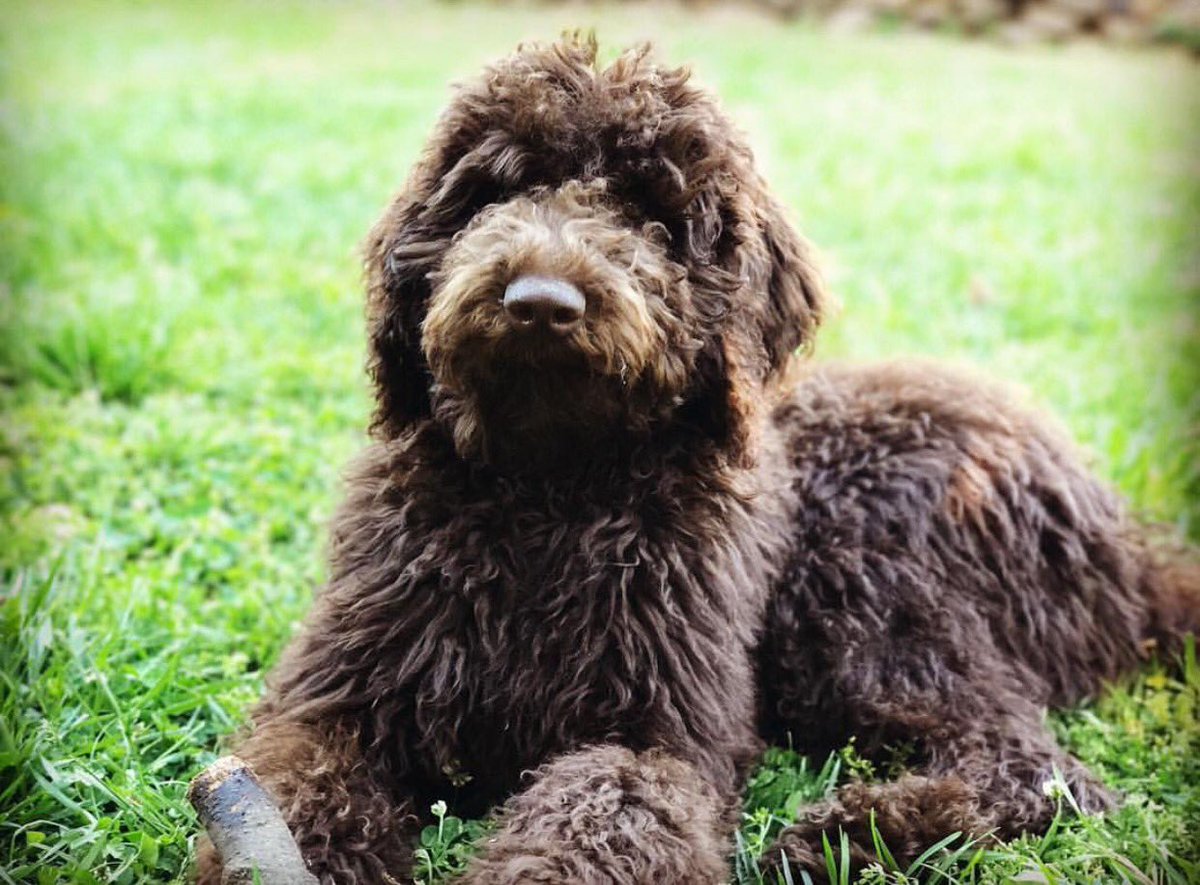 Good ole dog days! 🐕 

Retweet if you love #dogs!

#GoodOleBoys #LifeIsRuff #TheWeekendIsNear 📸: @art_howson