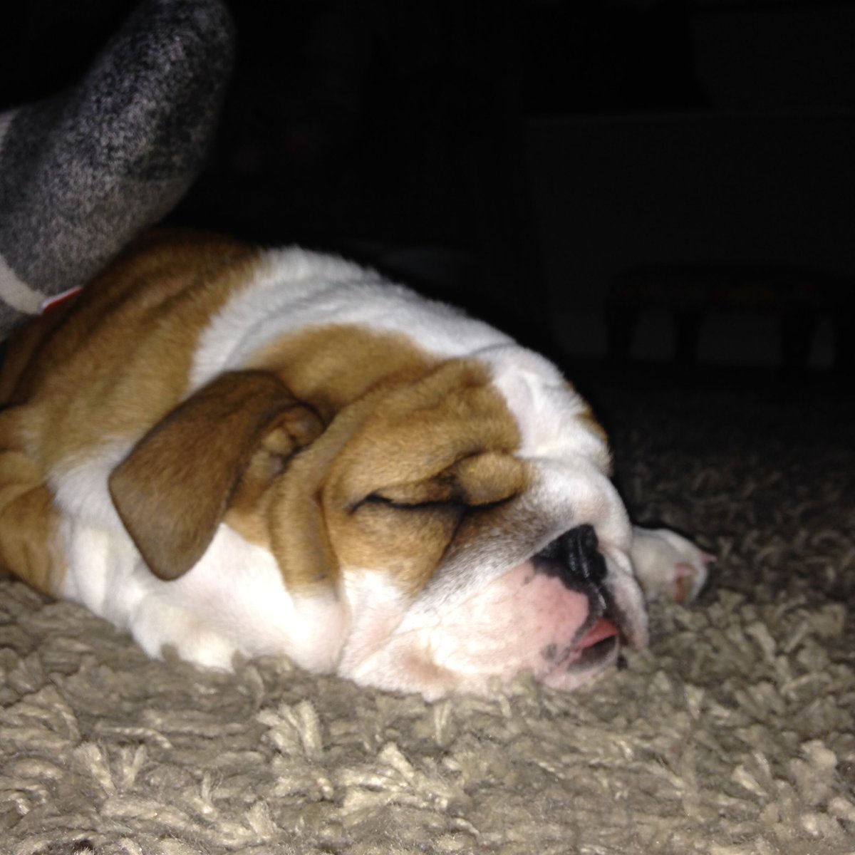 loztanner's tweet photo. Met Rosie today! #Bulldog Life #sleeping #puppy https://t.co/lh11lu3sm1