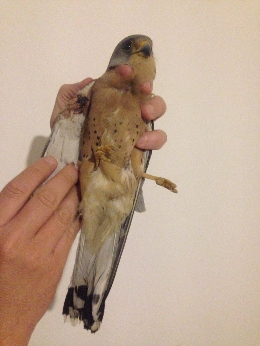 ChrisGPackham's tweet photo. Thank you for all your support re Malta. One last request, please politely tweet @JosephMuscat_JM &amp; @KarmenuVella on behalf of these birds https://t.co/whww3plYqz