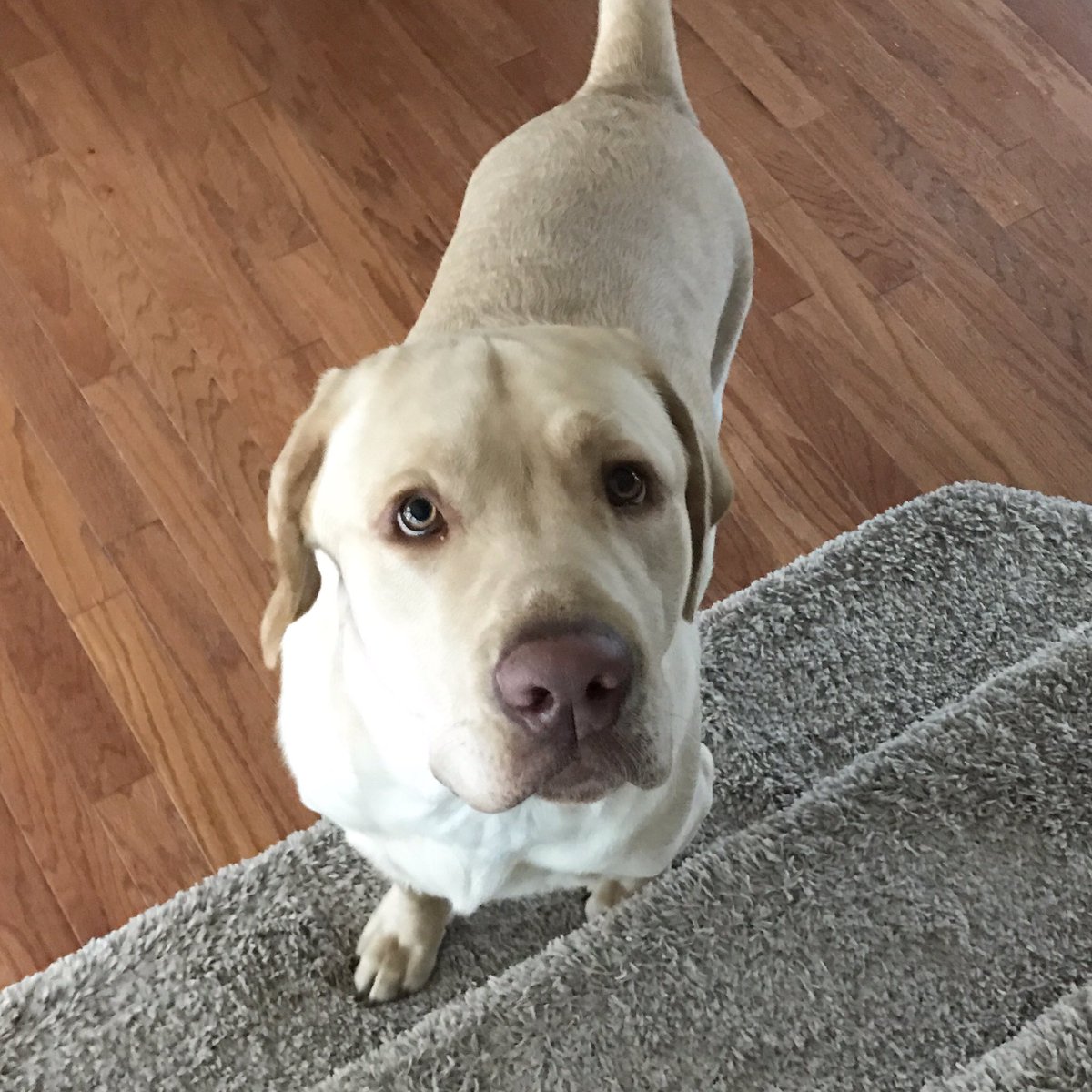 KuddlyKahlua's tweet photo. Hi! 🐾 It's me, Kahlua! #labrador #Yellowlab #dogsoftwitter https://t.co/AvCUCTPnhL