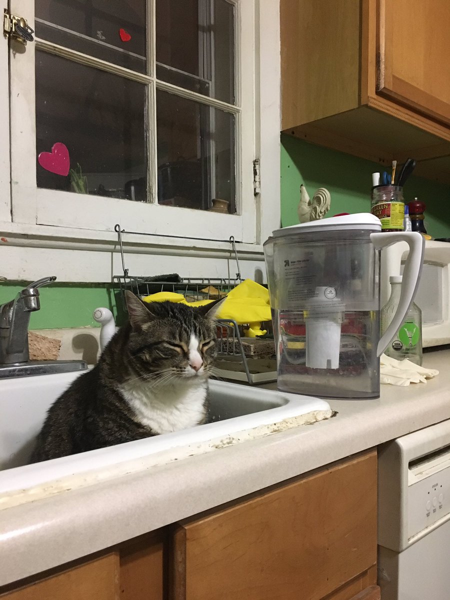Cat in the Sink? tweet media