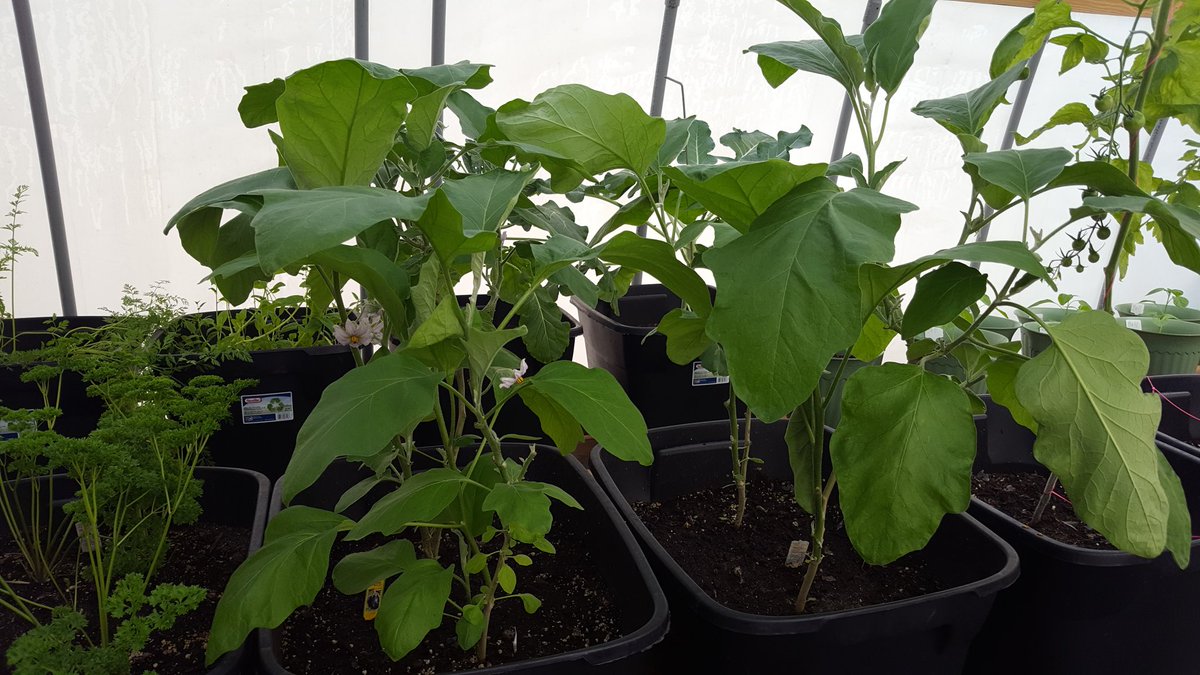 DinoCapone123's tweet photo. #8FootTomatoPlants #growsomethinggood https://t.co/gGiZftyOU9
