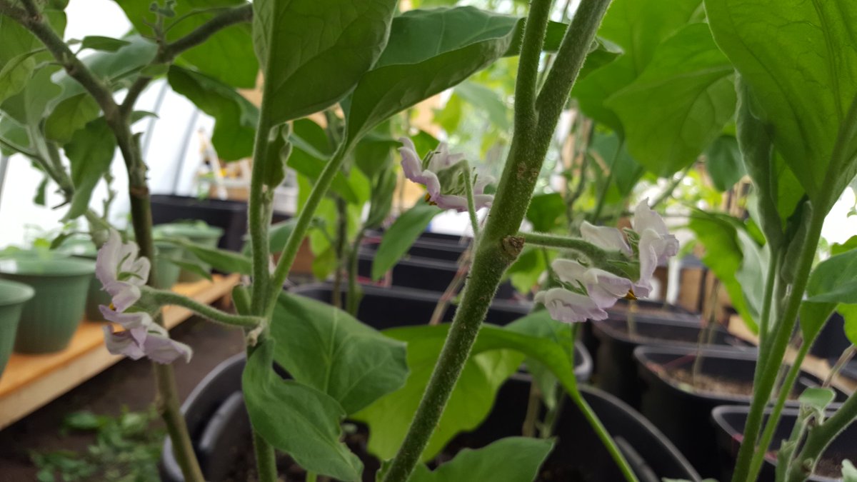 DinoCapone123's tweet photo. #8FootTomatoPlants #growsomethinggood https://t.co/gGiZftyOU9