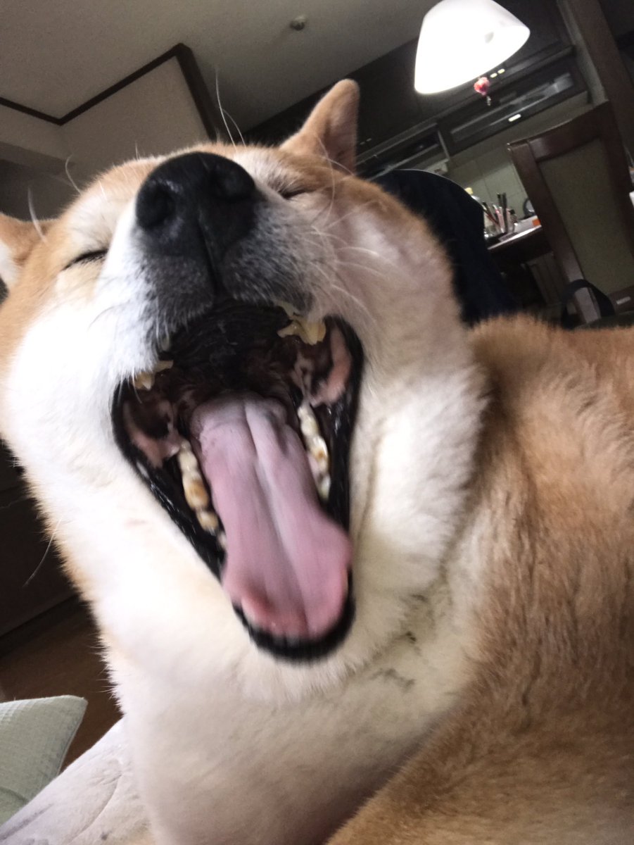 デブ柴
