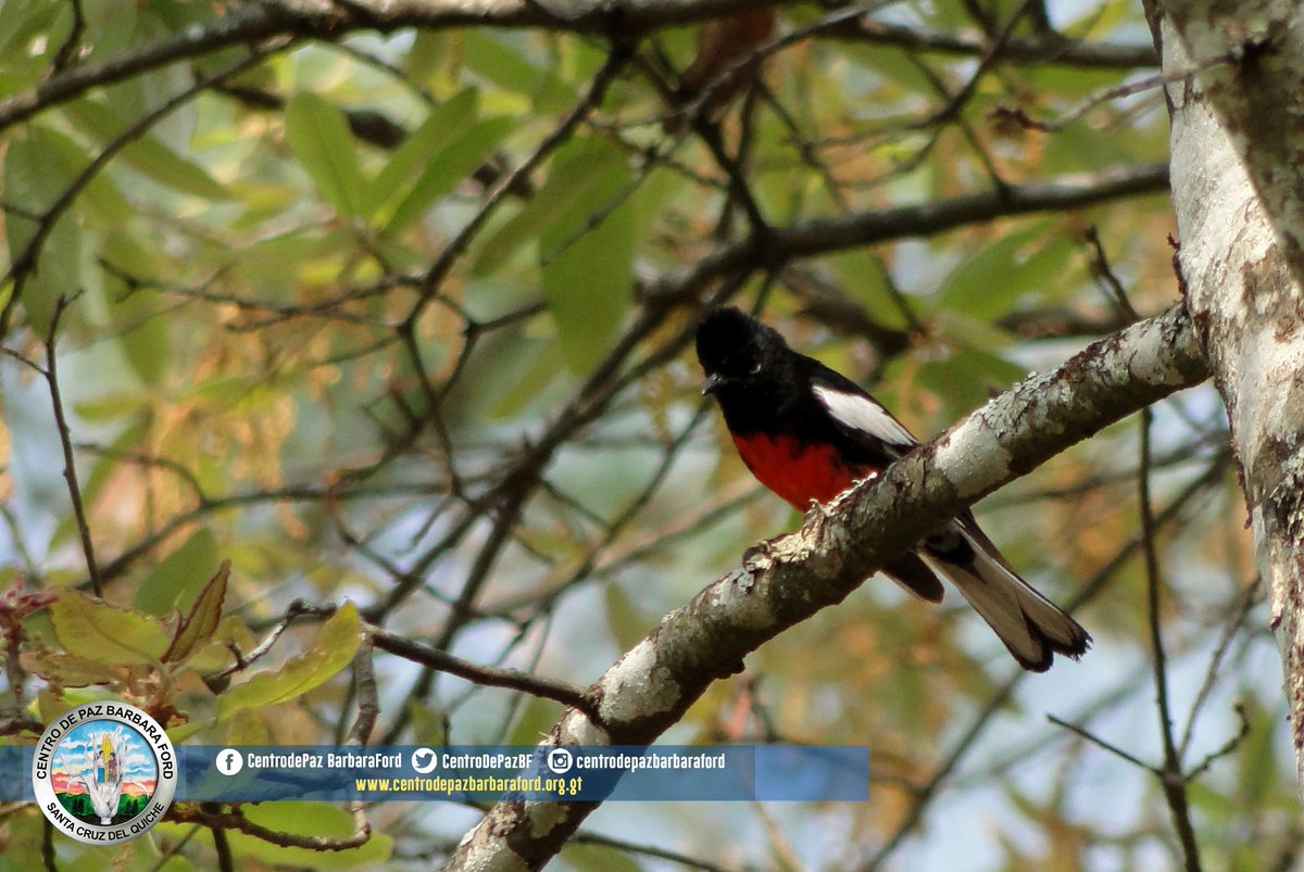Si te encanta la naturaleza!!! te contamos que estas son algunas de las especies de aves que se encuentran en nuestro Eco Sendero.