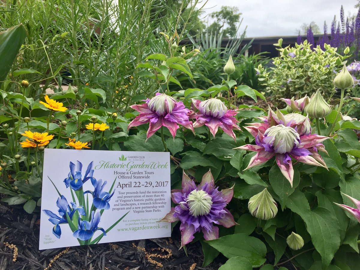 HadenHort's tweet photo. Find out what #cultivar of #clematis this is during #HistoricGardenWeek #VAGardenWeek.org #perennials #GardenTours #RVA https://t.co/EoAg4wHKwO