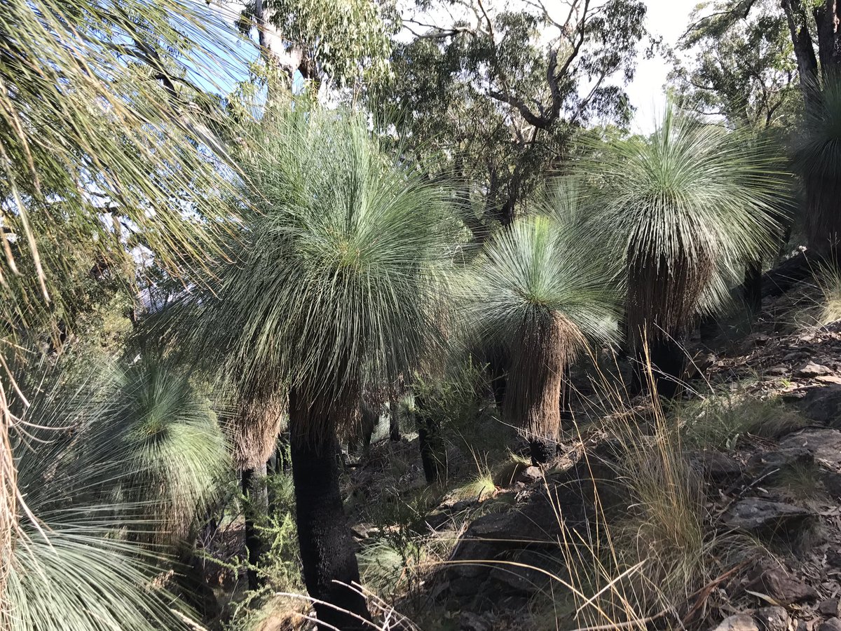 Hannah_webb22's tweet photo. Mt Exmouth's elevation is 1200m (base camp is 5300m). There was lots of 'black boys' at the top that have sprouted as a result of the fires https://t.co/0ZIeP17DNb