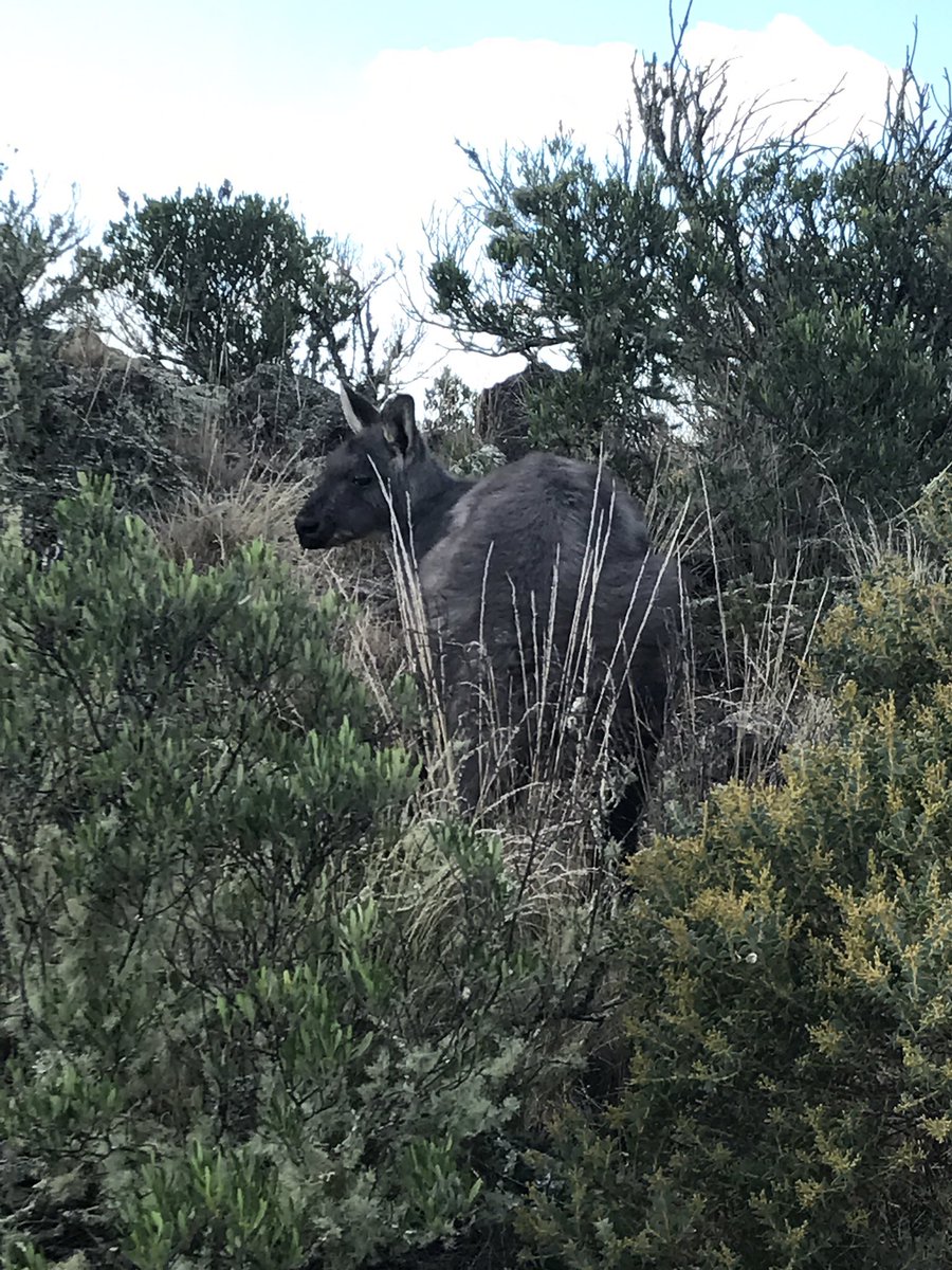 Hannah_webb22's tweet photo. Mt Exmouth's elevation is 1200m (base camp is 5300m). There was lots of 'black boys' at the top that have sprouted as a result of the fires https://t.co/0ZIeP17DNb
