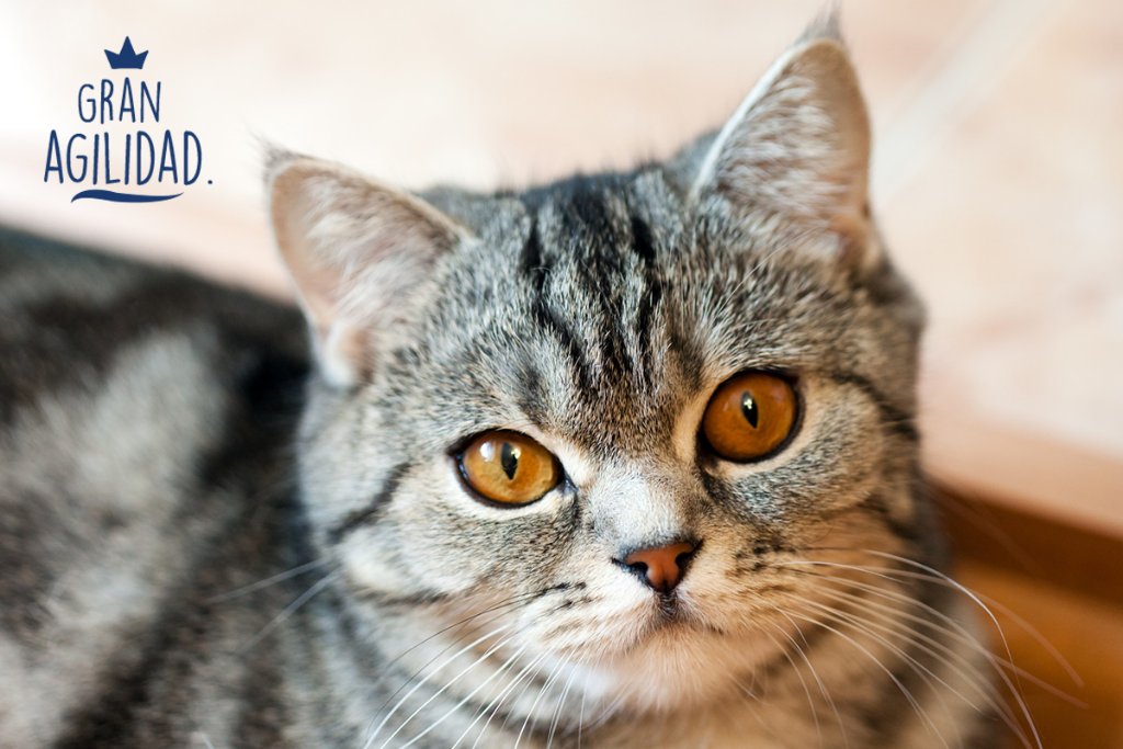 4youpet's tweet photo. #SabíasQue Los gatos son tan ágiles porque tienen 500 músculos en el cuerpo. #DatosGatunos https://t.co/Q14oyOIj6k De @MiraMascotas
