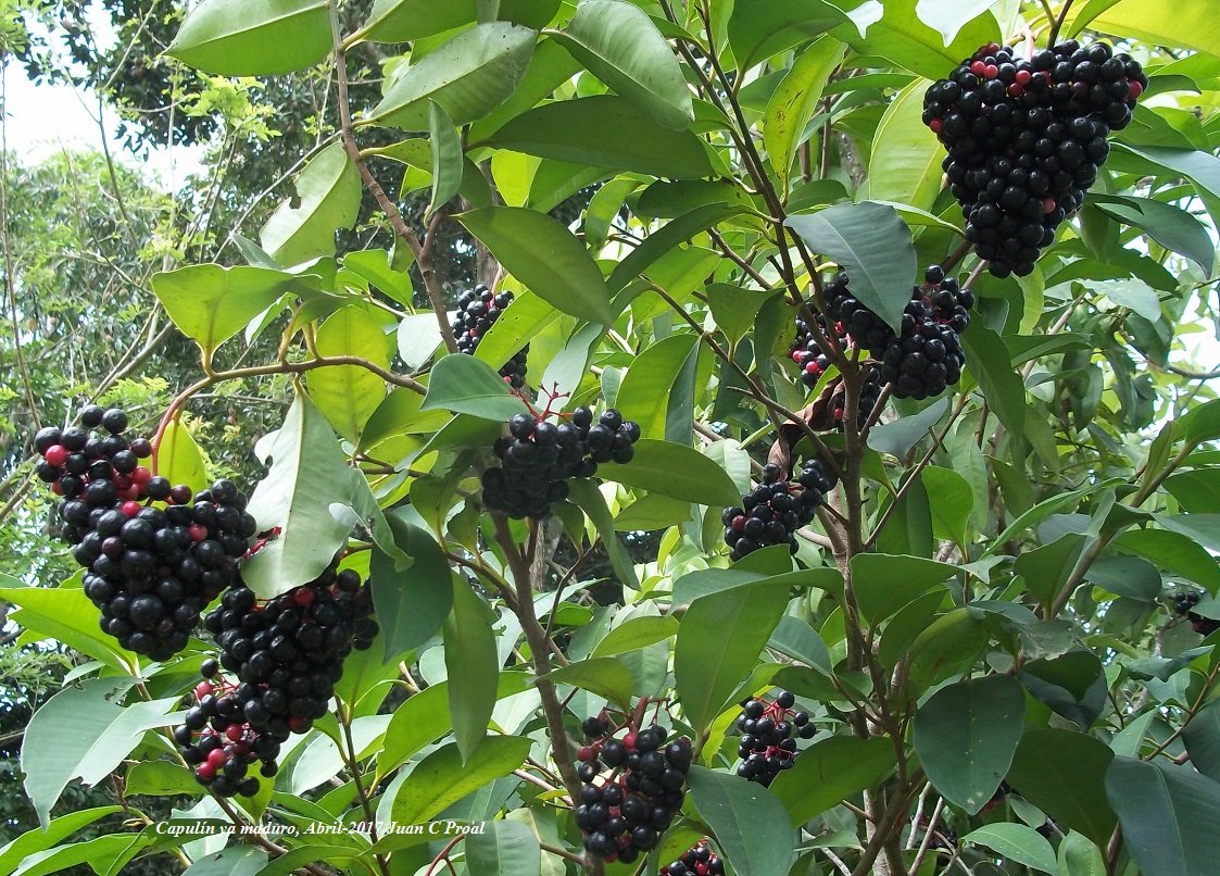 Capulines Fruta En Veracruz