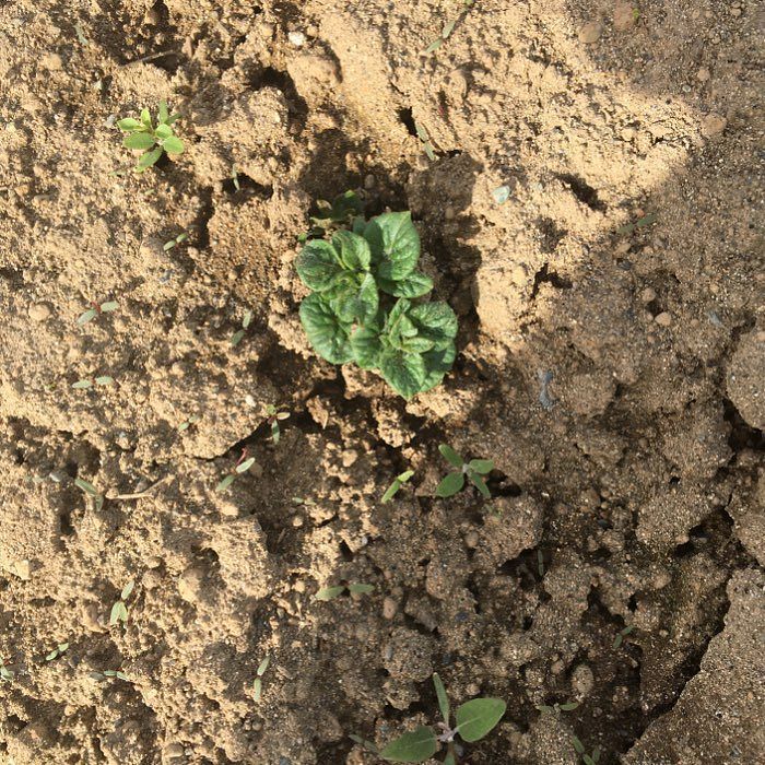 Heppell's Potato tweet media