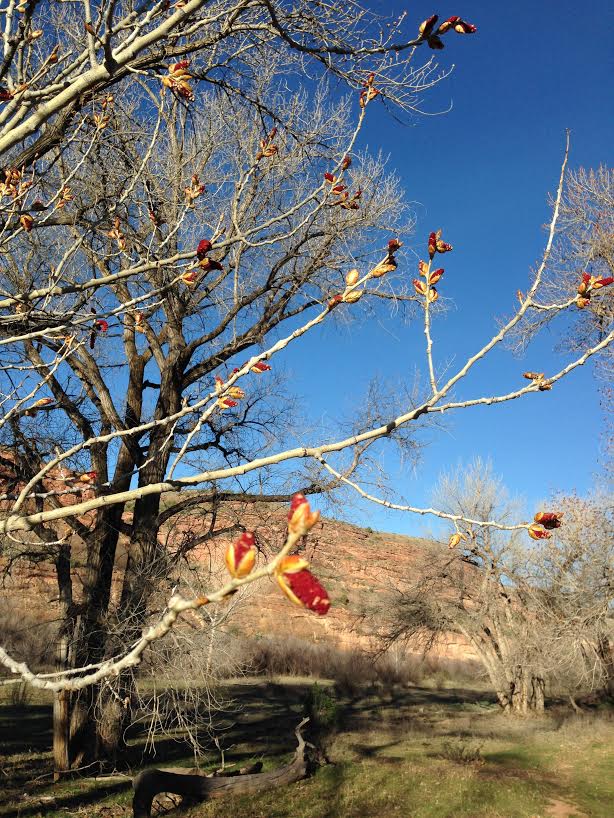 BLM_CO's tweet photo. At it again w @WCCCPartners in #McInnisCanyons NCA! Building fence & removing tamarisk along #RubyHorsethief stretch of #Colorado River. https://t.co/pz5uTqYa9Y