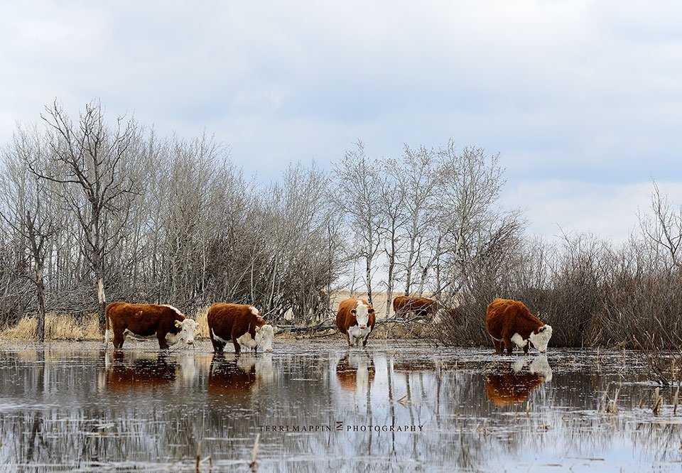 herefordcows's tweet photo. Thanks to work by @ducanada (via DU-Alberta) last spring, #themoocrew is enjoying water in this slough this spring #RescueOurWetlands https://t.co/K6b00ElmH2