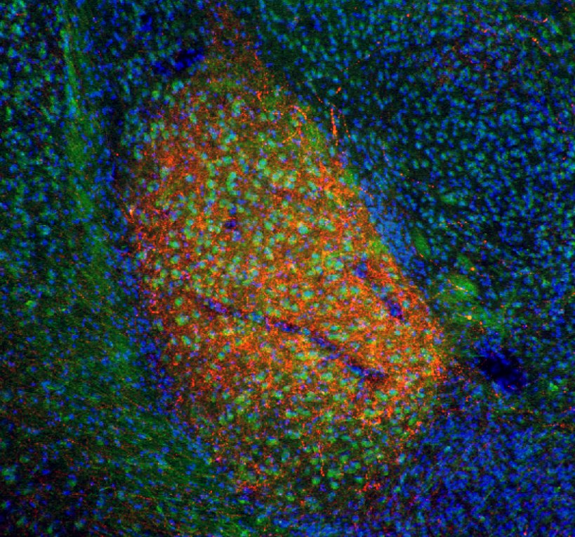 Diary of a fat mouse tweet media