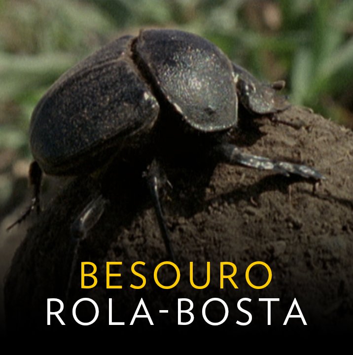 Besouro do esterco escalando uma bola de fezes no deserto e perde