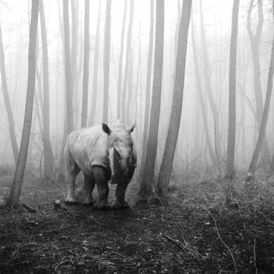 strkng_com's tweet photo. tierwald#13 / framafo https://t.co/wE20I3c4nU @framafo #Photomanipulation #Germany #Berlin #strkng #bestof https://t.co/5oQpQJLUCv
