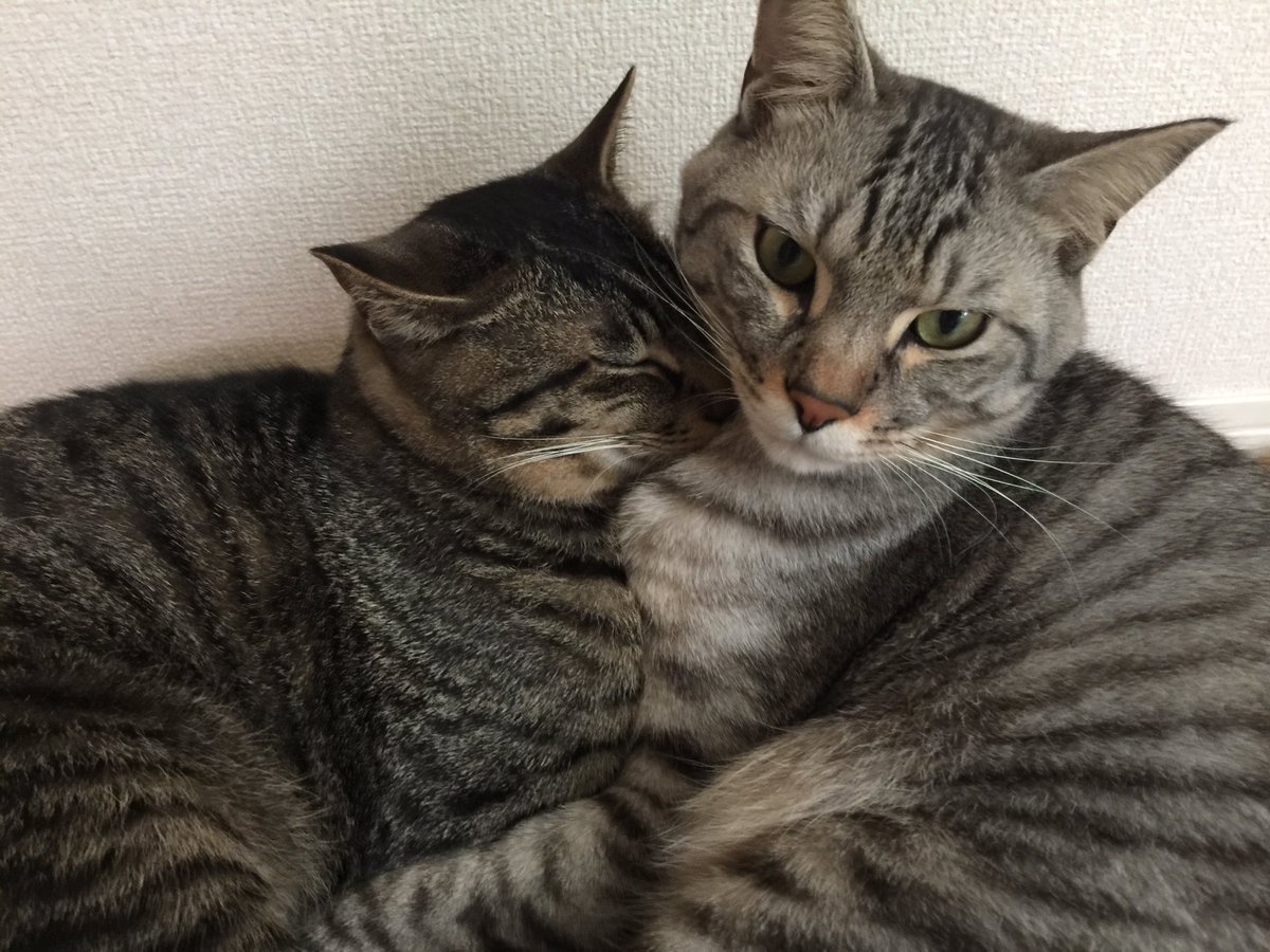 Jubilonastynalo's tweet photo. 固定ツイート変更( *¯ ꒳¯*)ﾌﾌﾝ
この子達最高に癒しの存在(⸝⸝⸝ᵒ̴̶̷̥́ ⌑ ᵒ̴̶̷̣̥̀⸝⸝⸝)おぉん
仲良過ぎて羨ましや(´･ ･`)
Yukariさん@GyukariD アルブルは元気ですよ(*´σω｀)ｴﾍﾍ https://t.co/rbC3ofHo7Y
