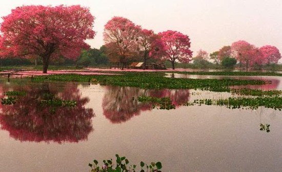 AlbatrosViajes's tweet photo. El Pantanal Paraguayo en Fuerte Olimpo https://t.co/1SI4I7hBwT