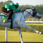Photo by Ocala Stud (@OcalaStud)